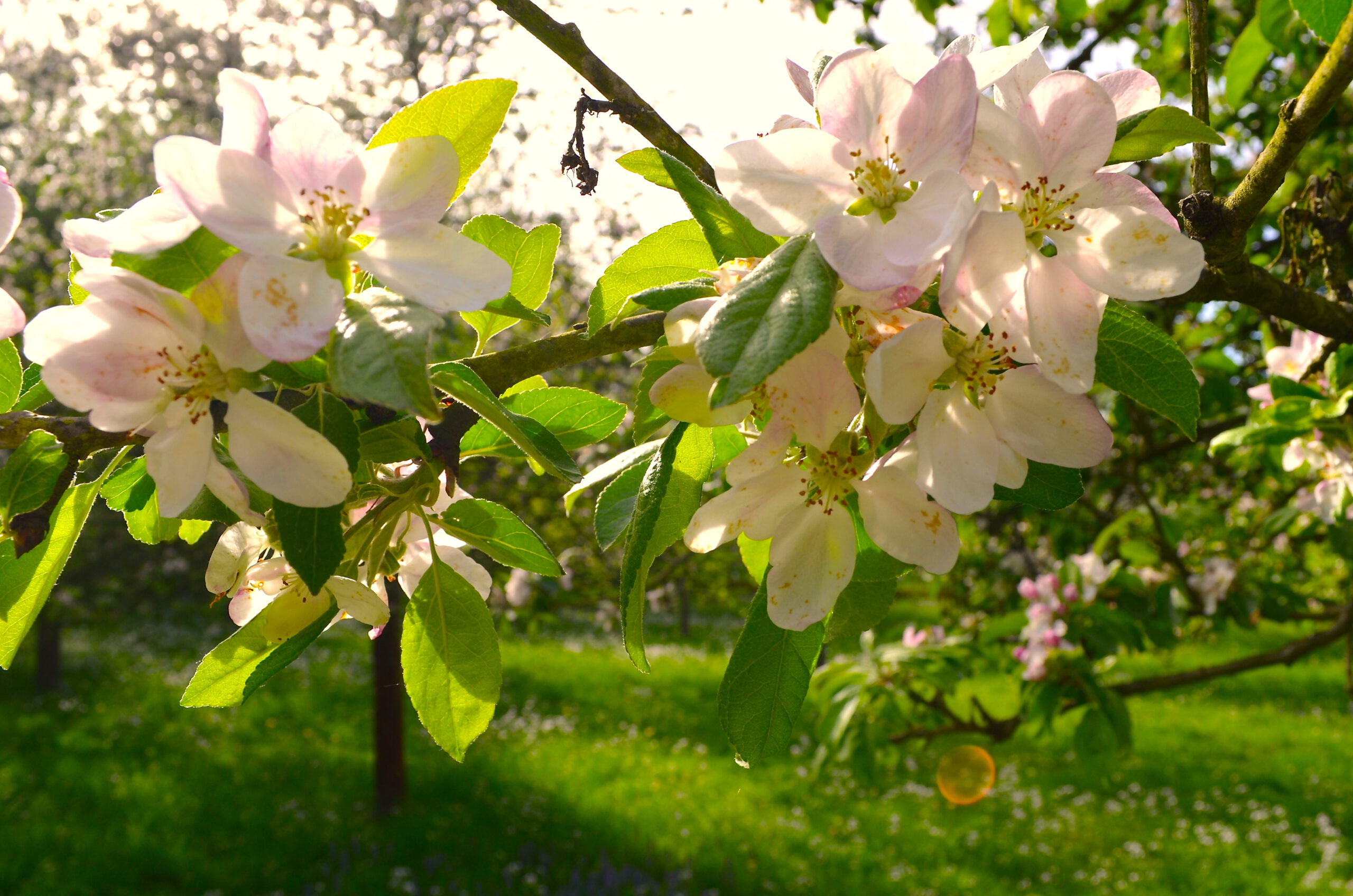 Blühender Apfelbaum auf einer Streuobstwiese