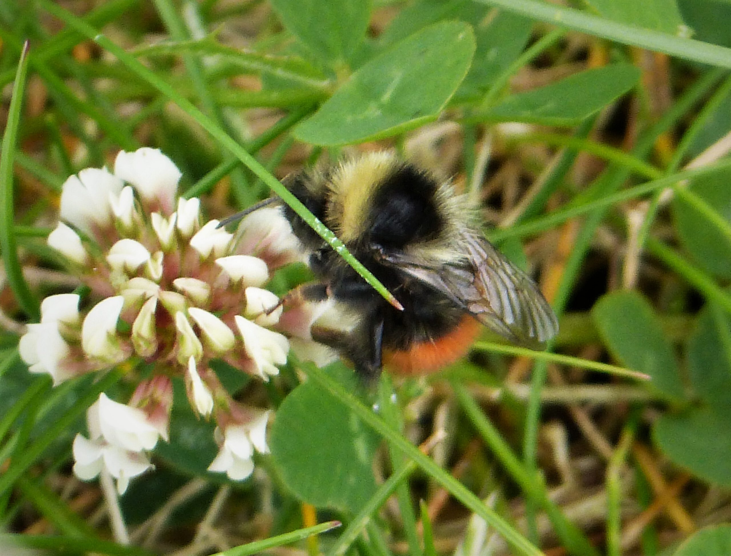 Berglandhummel (Bombus monticola) auf einer Blüte, typische Wildbienenart der Hochlagen im Harz