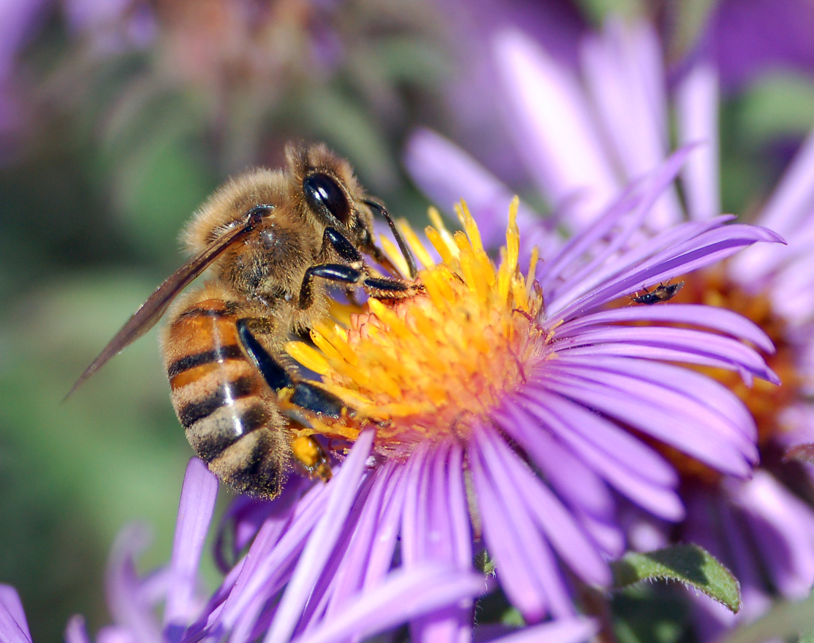 Honigbiene bestäubt eine Blüte bei der Nektarsuche