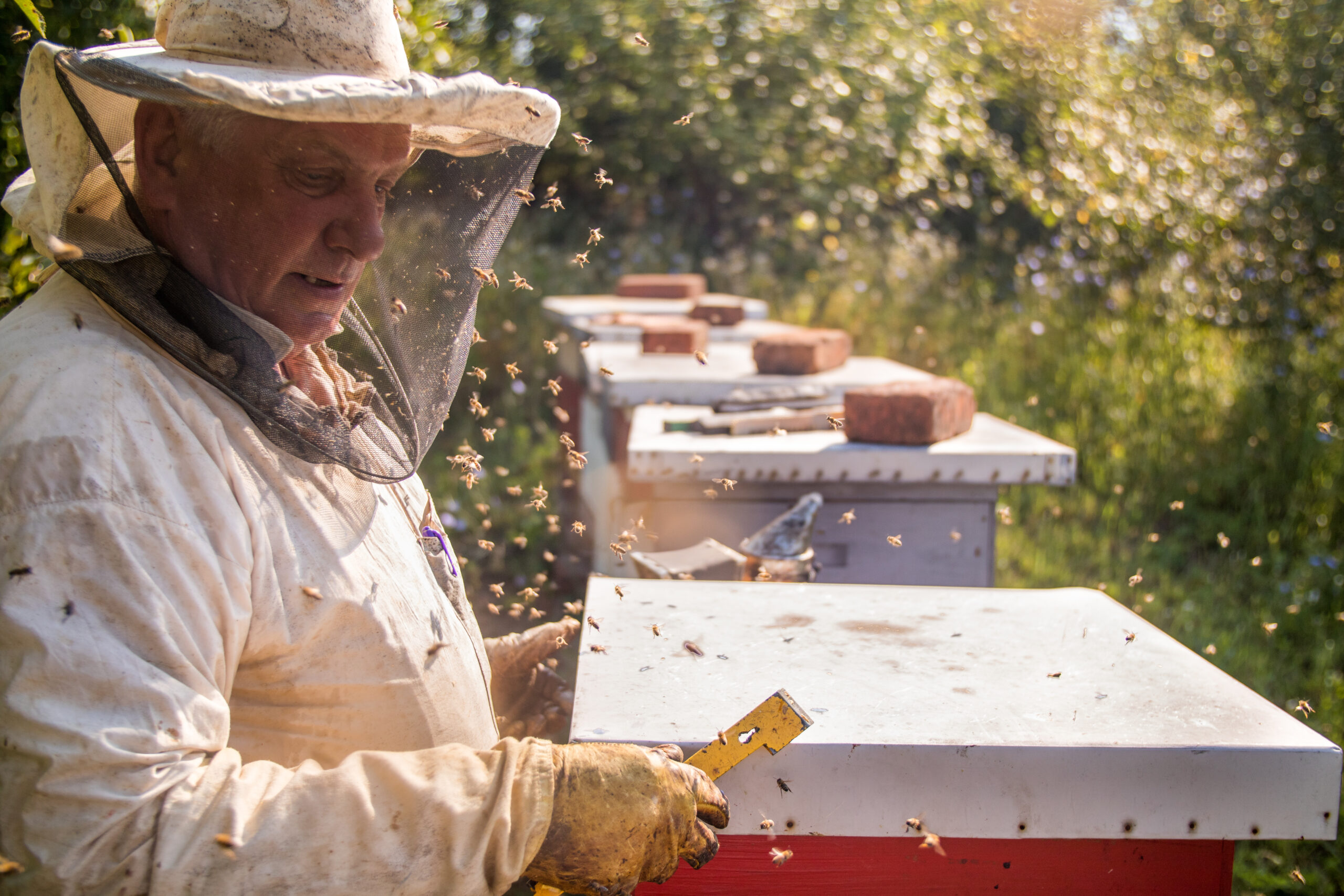 Imker bei der Arbeit an den Bienenstöcken